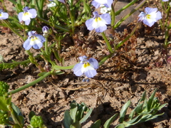 Downingia ornatissima
