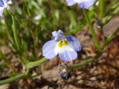 Downingia ornatissima