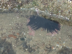 Echinometra vanbrunti