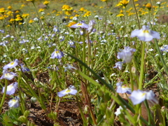 Downingia ornatissima