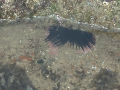 Echinometra vanbrunti