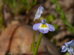 Downingia ornatissima
