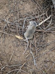 Peromyscus gambelii