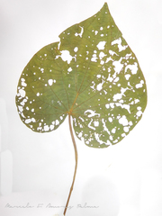 Piperales