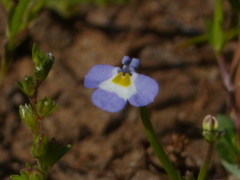 Downingia ornatissima