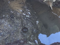 Bunodosoma cavernatum