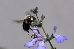 Xylocopa tabaniformis orpifex
