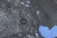 Bunodosoma cavernatum