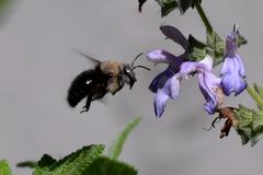 Xylocopa tabaniformis orpifex