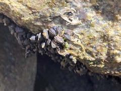 Brachidontes exustus