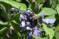Xylocopa tabaniformis orpifex