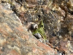 Echinolittorina placida