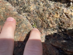 Echinolittorina placida