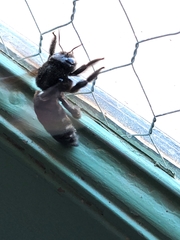 Xylocopa californica