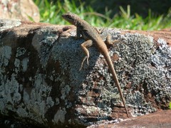 Tropidurus catalanensis