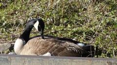 Branta canadensis