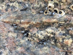 Echinolittorina placida