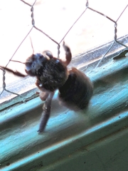 Xylocopa californica