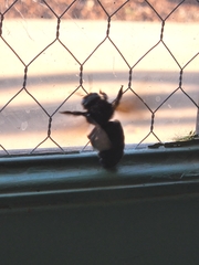 Xylocopa californica