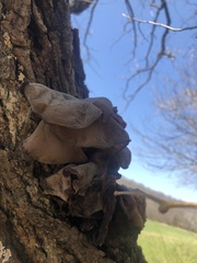 Auricularia americana