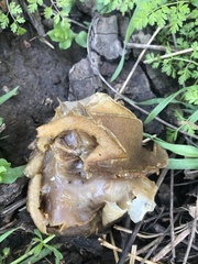 Auricularia americana