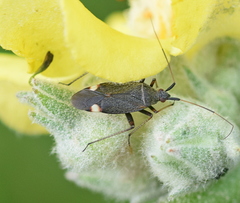 Closterotomus annulus