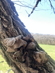 Auricularia americana