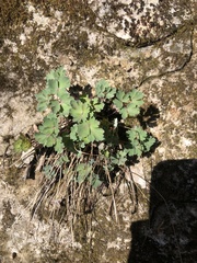 Aquilegia canadensis