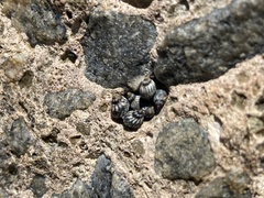 Echinolittorina placida