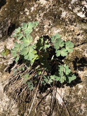 Aquilegia canadensis