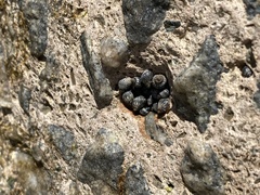 Echinolittorina placida