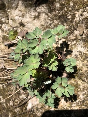 Aquilegia canadensis