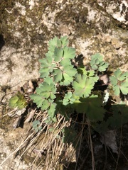 Aquilegia canadensis
