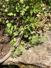 Chaerophyllum procumbens