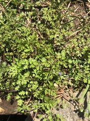 Chaerophyllum procumbens