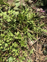 Chaerophyllum procumbens