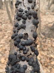 Annulohypoxylon annulatum