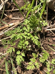 Chaerophyllum procumbens