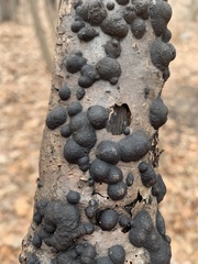 Annulohypoxylon annulatum