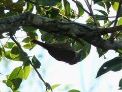Furnariinae