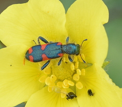 Trichodes punctatus