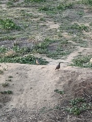 Callipepla californica