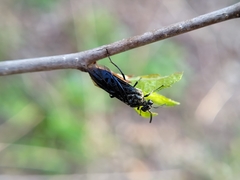 Arge abdominalis