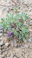 Lupinus brevicaulis