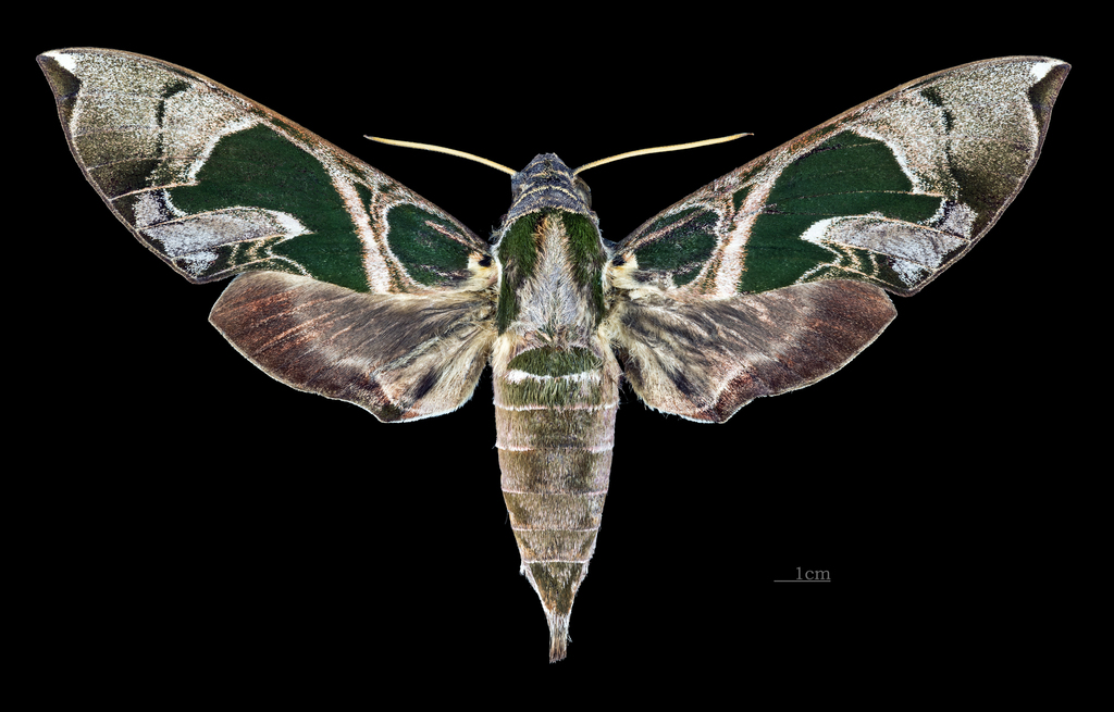 Daphnis hayesi