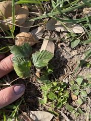 Rhynchosida physocalyx