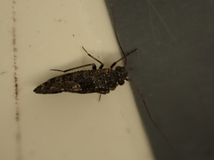 Nimbopsocus australis