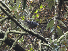 Paraclaravis mondetoura