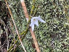 Dendrobium moniliforme