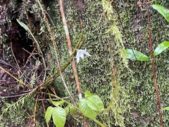 Dendrobium moniliforme